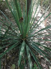 Agave vivipara