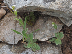 Arabis recta