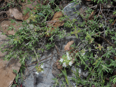 Thymus baeticus