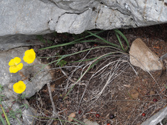 Ranunculus gramineus