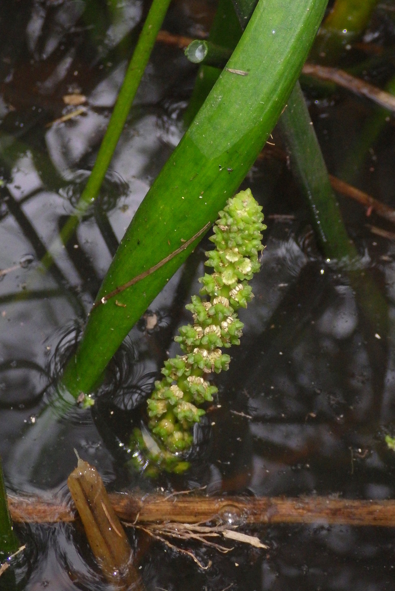 Maundia triglochinoides