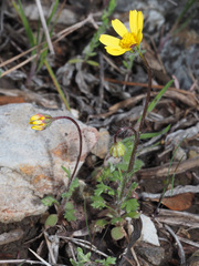 Jacobaea minuta