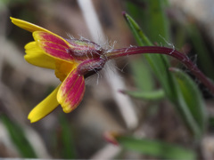 Jacobaea minuta