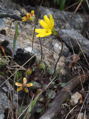 Jacobaea minuta