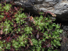 Saxifraga gemmulosa