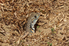 Leiolepis belliana