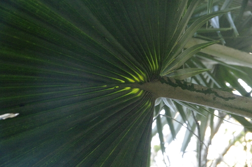 Pritchardia minor, photograph 5