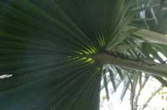 Pritchardia minor, photograph (c) Eric Knight, some rights reserved (CC BY)