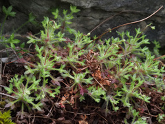 Saxifraga gemmulosa