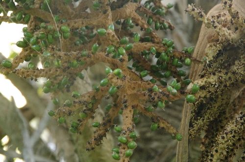 Pritchardia minor, photograph 4