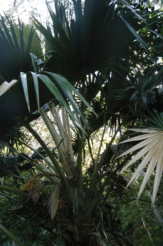 Pritchardia minor, photograph 6