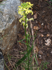 Erysimum nevadense rondae