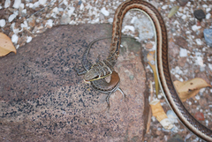 Psammophis subtaeniatus