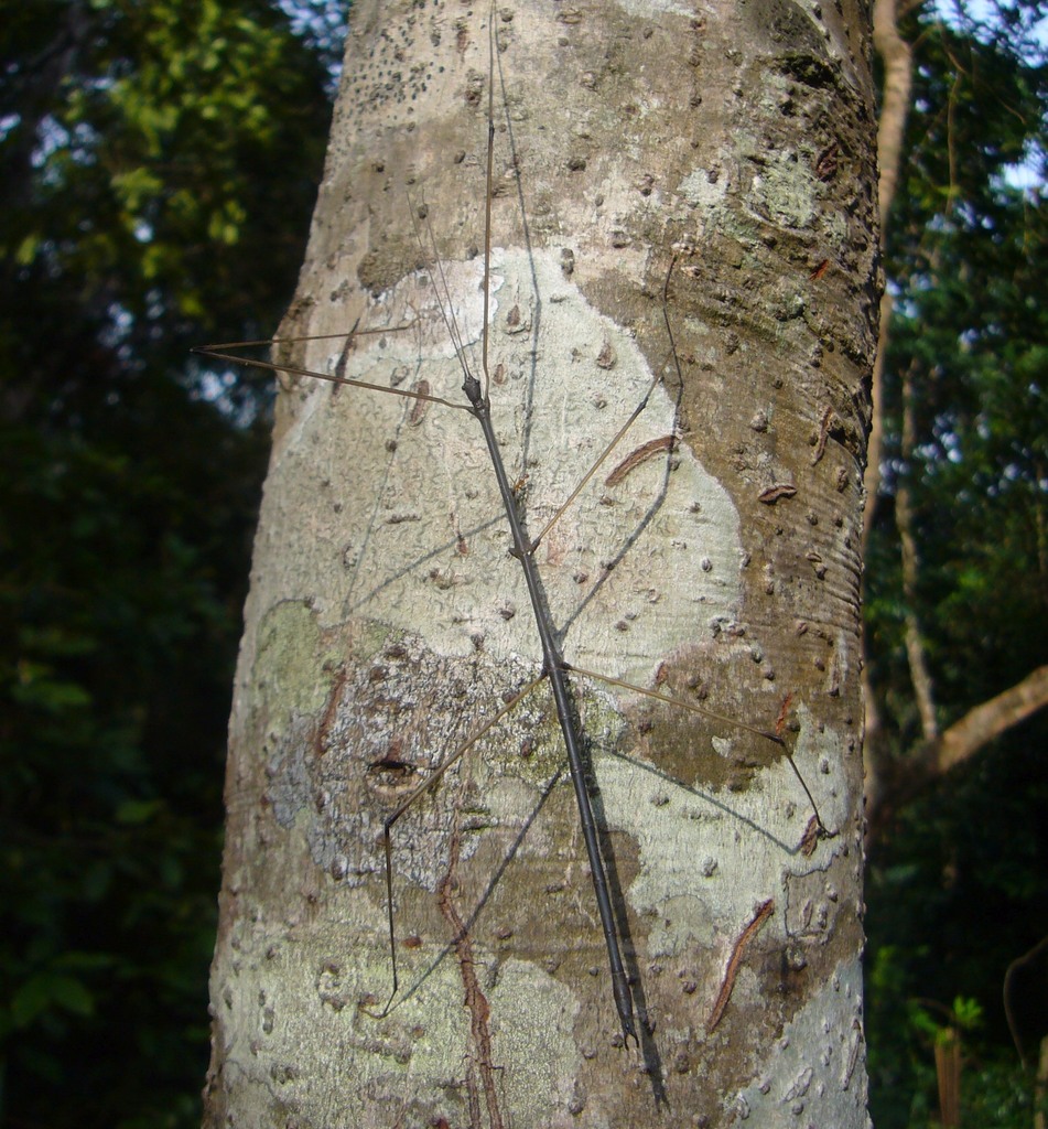 Cuniculina