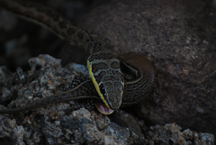 Psammophis subtaeniatus