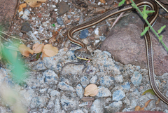 Psammophis subtaeniatus