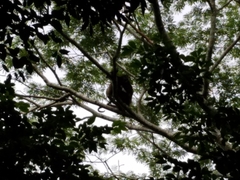Ateles geoffroyi vellerosus