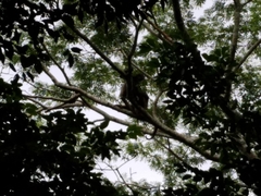 Ateles geoffroyi vellerosus