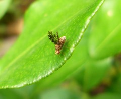 Homoneura trypetoptera