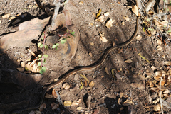 Psammophis subtaeniatus