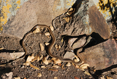 Psammophis subtaeniatus