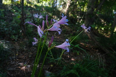 Lycoris insularis, photograph 王天明, CC BY, iNaturalist via GBIF