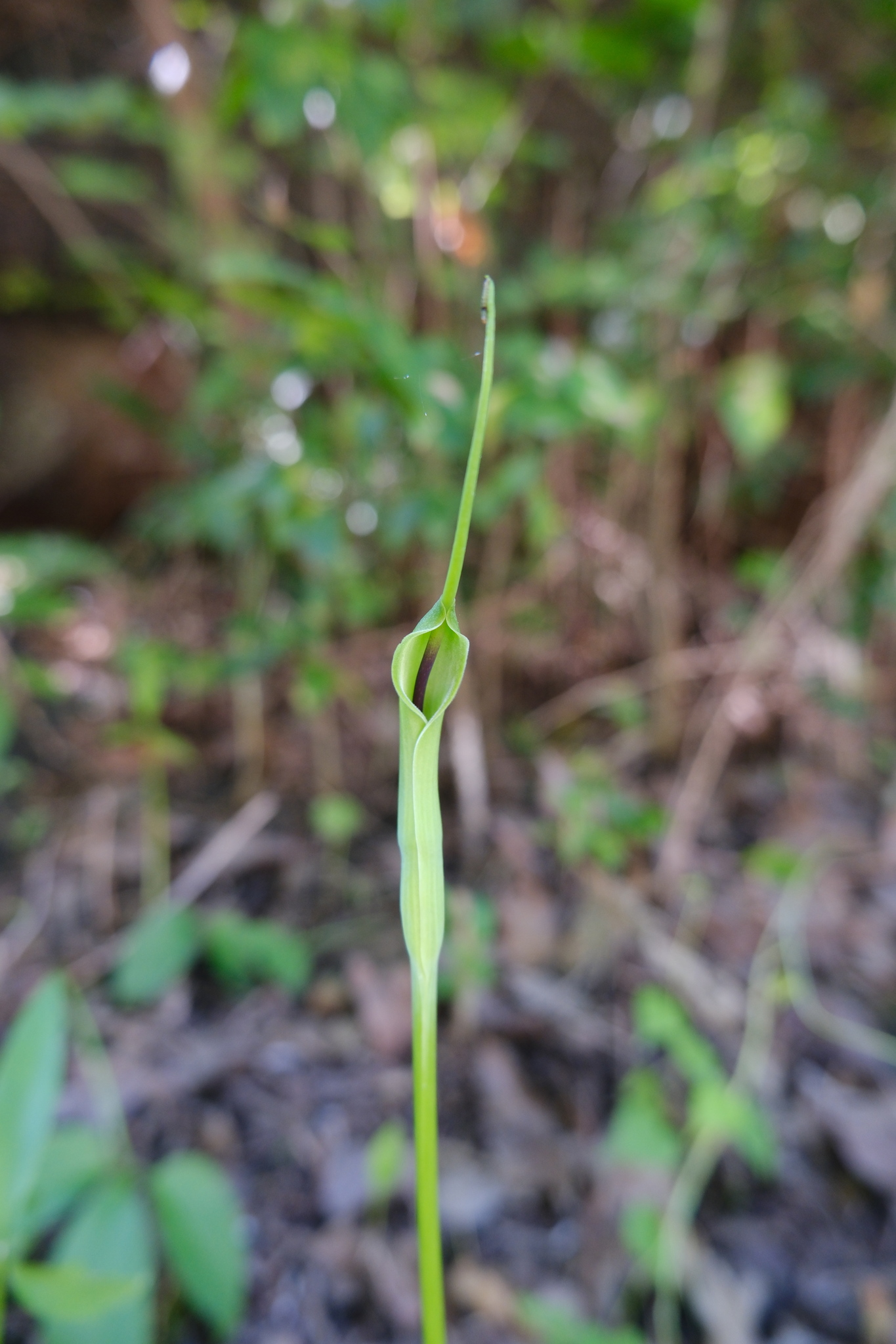 Crowdipper (Pinellia ternata)