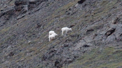 Ovis dalli dalli