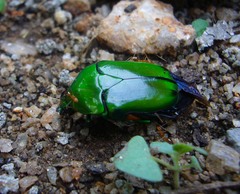 Heterorrhina elegans