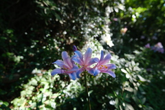 Lycoris insularis, photograph 王天明, CC BY, iNaturalist via GBIF
