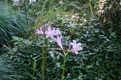 Lycoris insularis, photograph 王天明, CC BY, iNaturalist via GBIF