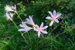 Lycoris insularis