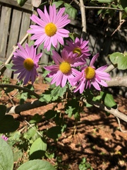 Asteroideae
