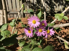 Asteroideae