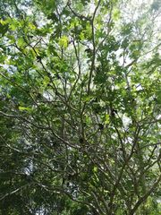 Cnidoscolus megacanthus