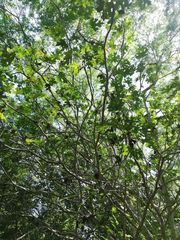 Cnidoscolus megacanthus