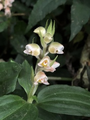 Goodyera foliosa