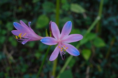 Lycoris insularis, photograph 王天明, CC BY, iNaturalist via GBIF