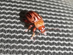 Arrhenocoela lineata