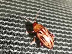 Arrhenocoela lineata