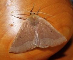 Drepanogynis cnephaeogramma