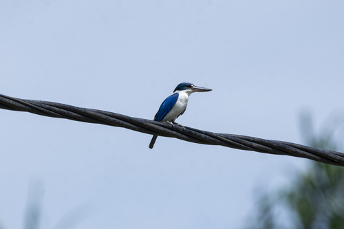 Collared Kingfisher
