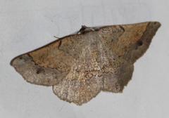 Drepanogynis mixtaria