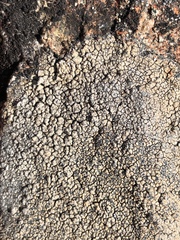 Immersaria athroocarpa