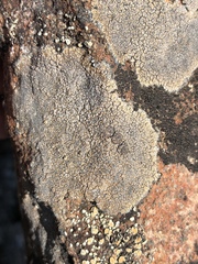 Immersaria athroocarpa