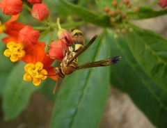 Polistes stigma tamulus
