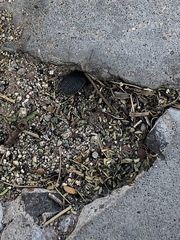 Eusattus reticulatus