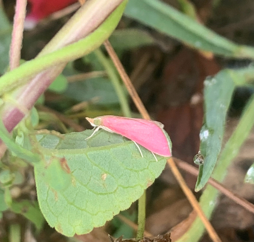 Pyrausta inornatalis