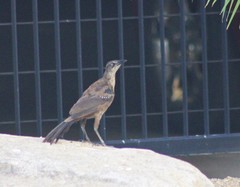 Quiscalus mexicanus