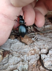 Tentyria rotundata orbicollis